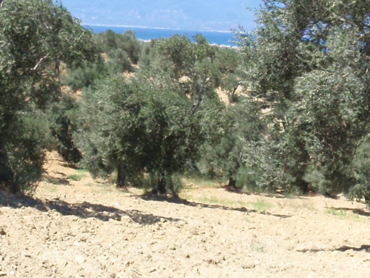 Eceabat çevresinde zeytin ağaçları ve doğal görünüm