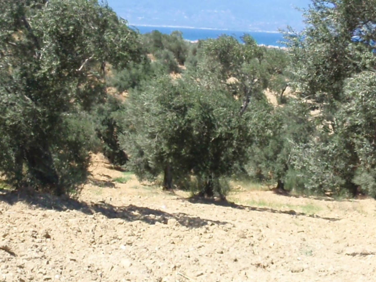 Mut çevresinde zeytin ağaçları ve doğal görünüm