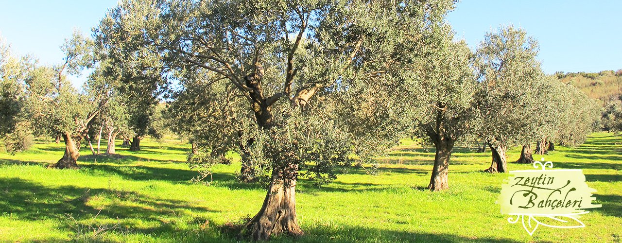 Safitad hakkında görseli