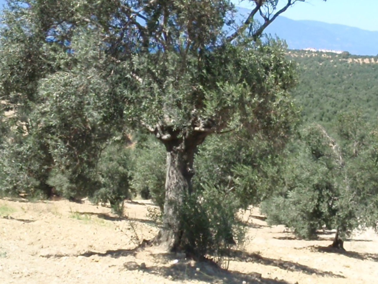 Edremit çevresinde zeytin ağaçları ve doğal görünüm