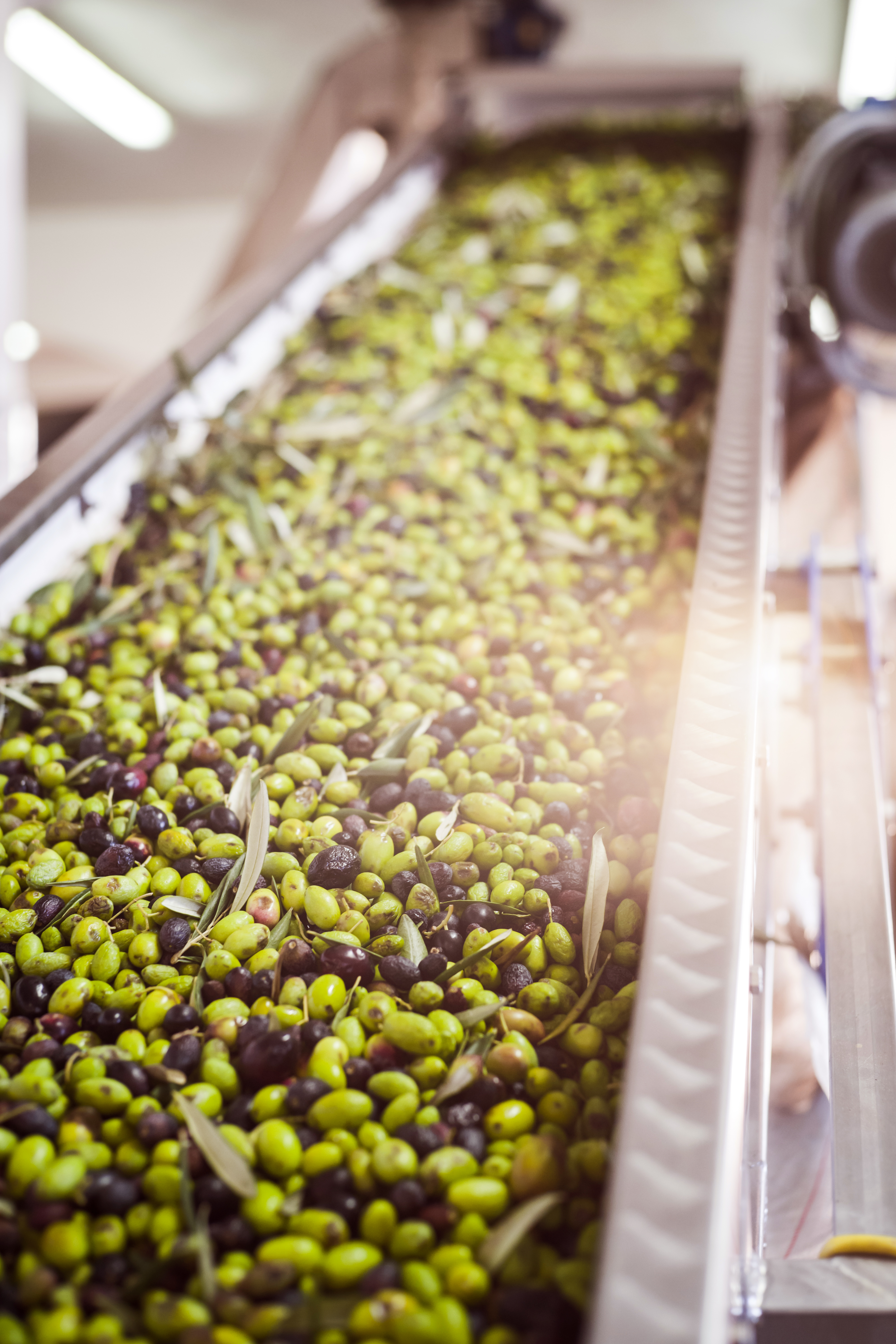 Tuay Zeytinin Efendisi hakkında görseli