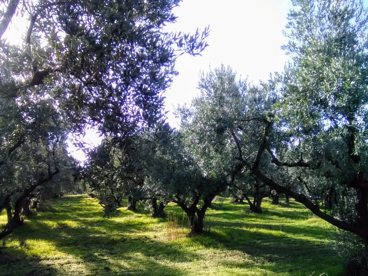 Orhangazi çevresinde zeytin ağaçları ve doğal görünüm