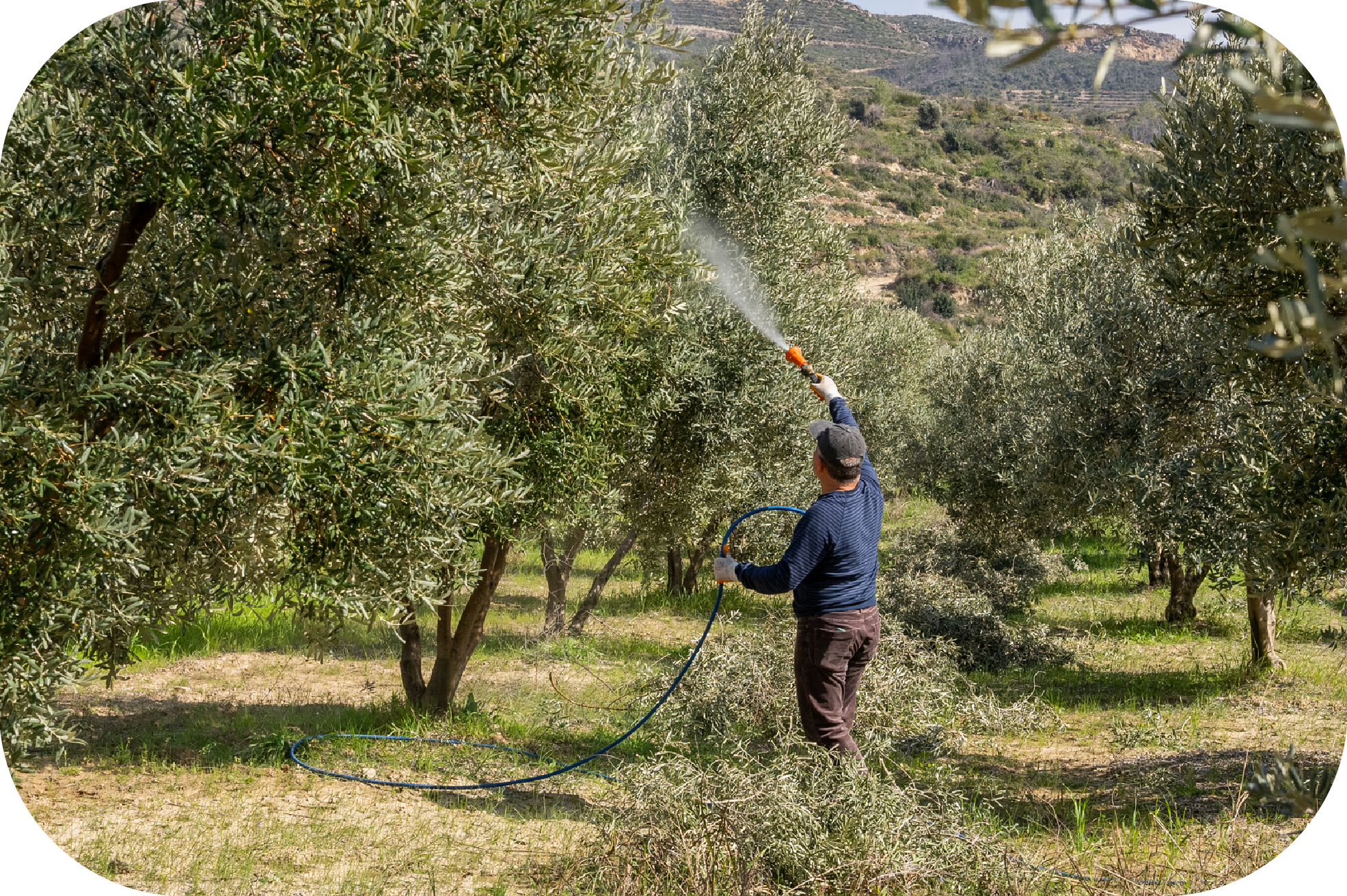 Yasemin Hanım Zeytinyağları hakkında görseli
