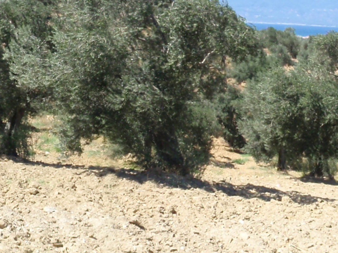 Aydın çevresinde zeytin ağaçları ve doğal görünüm