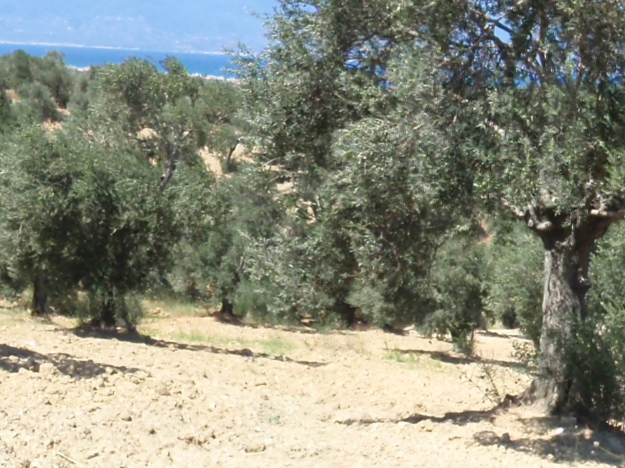 İstanbul çevresinde zeytin ağaçları ve doğal görünüm