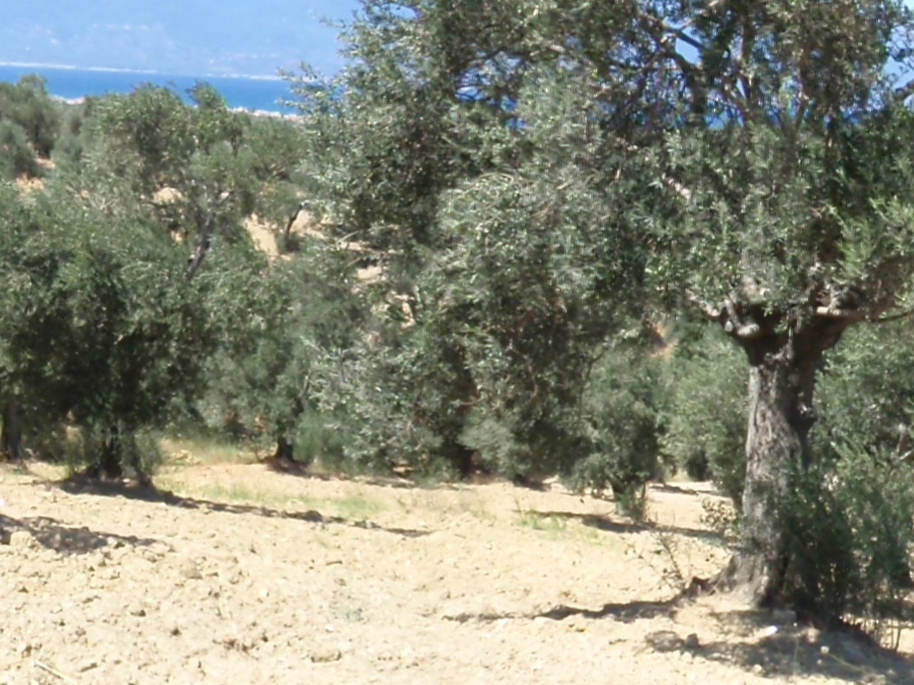 Akhisar çevresinde zeytin ağaçları ve doğal görünüm