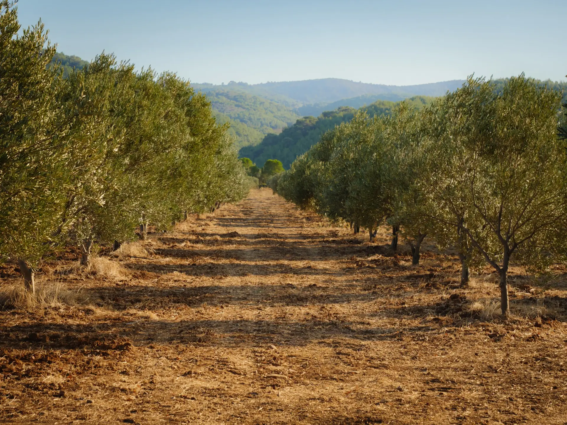 ZenOlive hakkında görseli