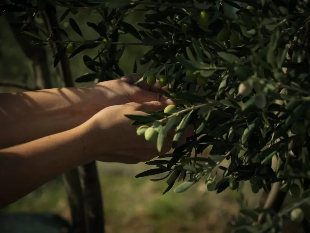 ZenOlive şişe görseli 3