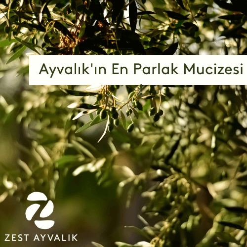 Zest Ayvalık hakkında görseli