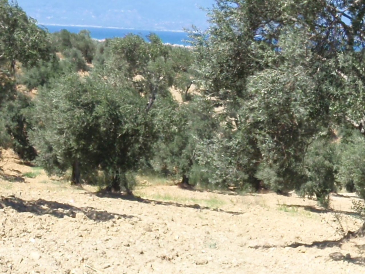 Ayvalık çevresinde zeytin ağaçları ve doğal görünüm