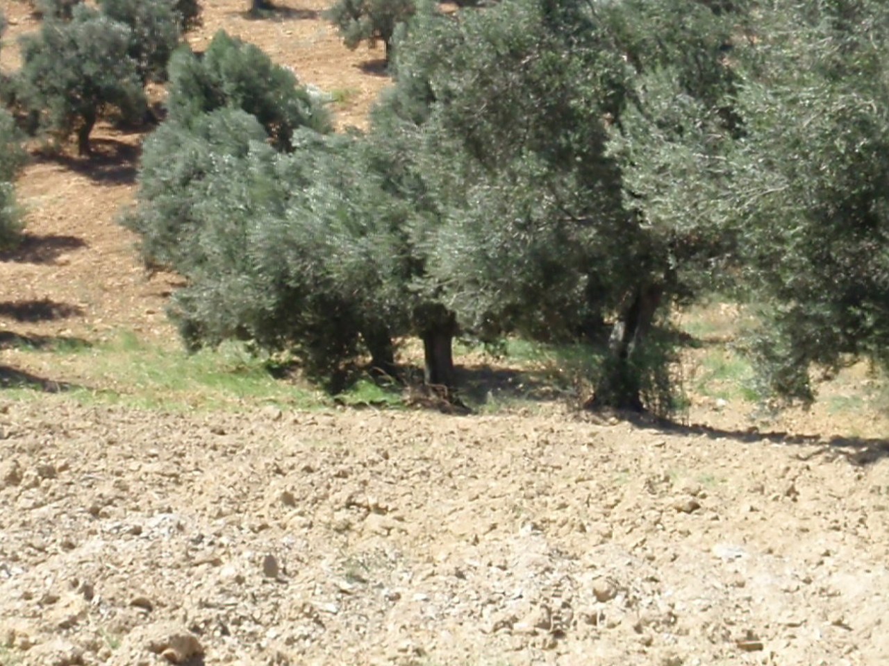 Aydın çevresinde zeytin ağaçları ve doğal görünüm