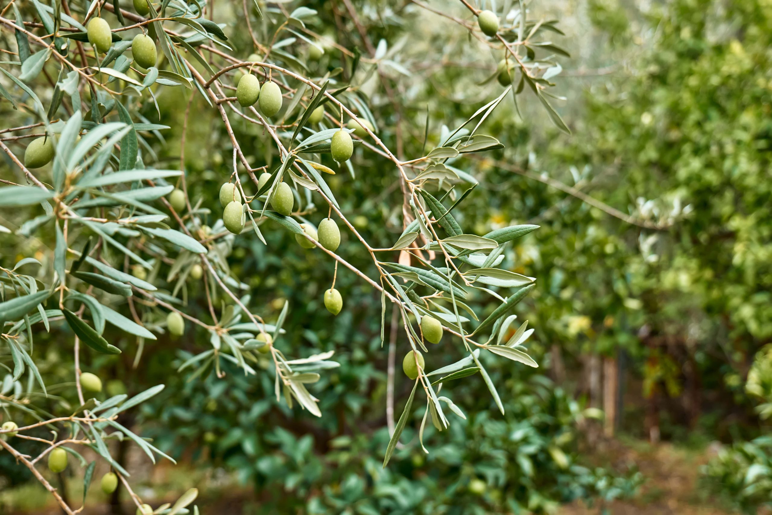 Zeytursan şişe görseli 2