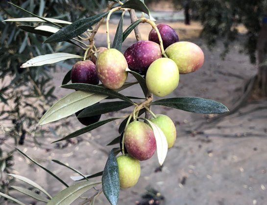 Zivane hakkında görseli
