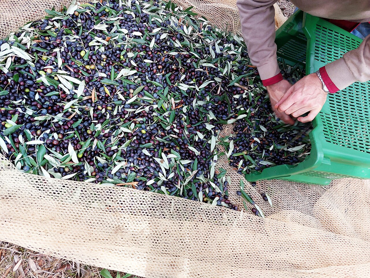 Tradizioni familiari Raccolta olive wlk olive in cassetta