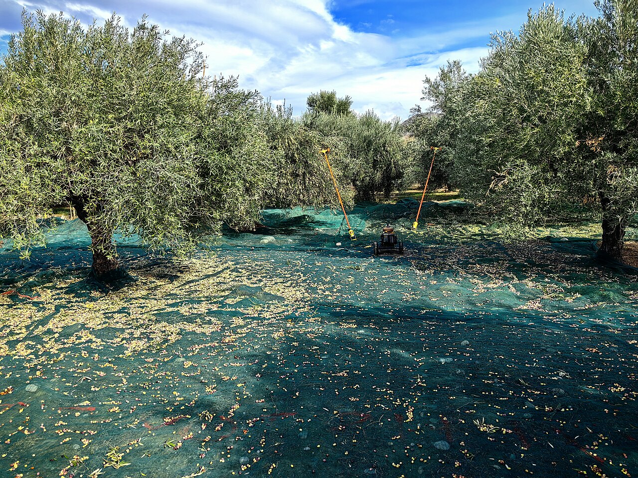 Olive-Harvest-Sitia-Lasithi-Crete-Greece